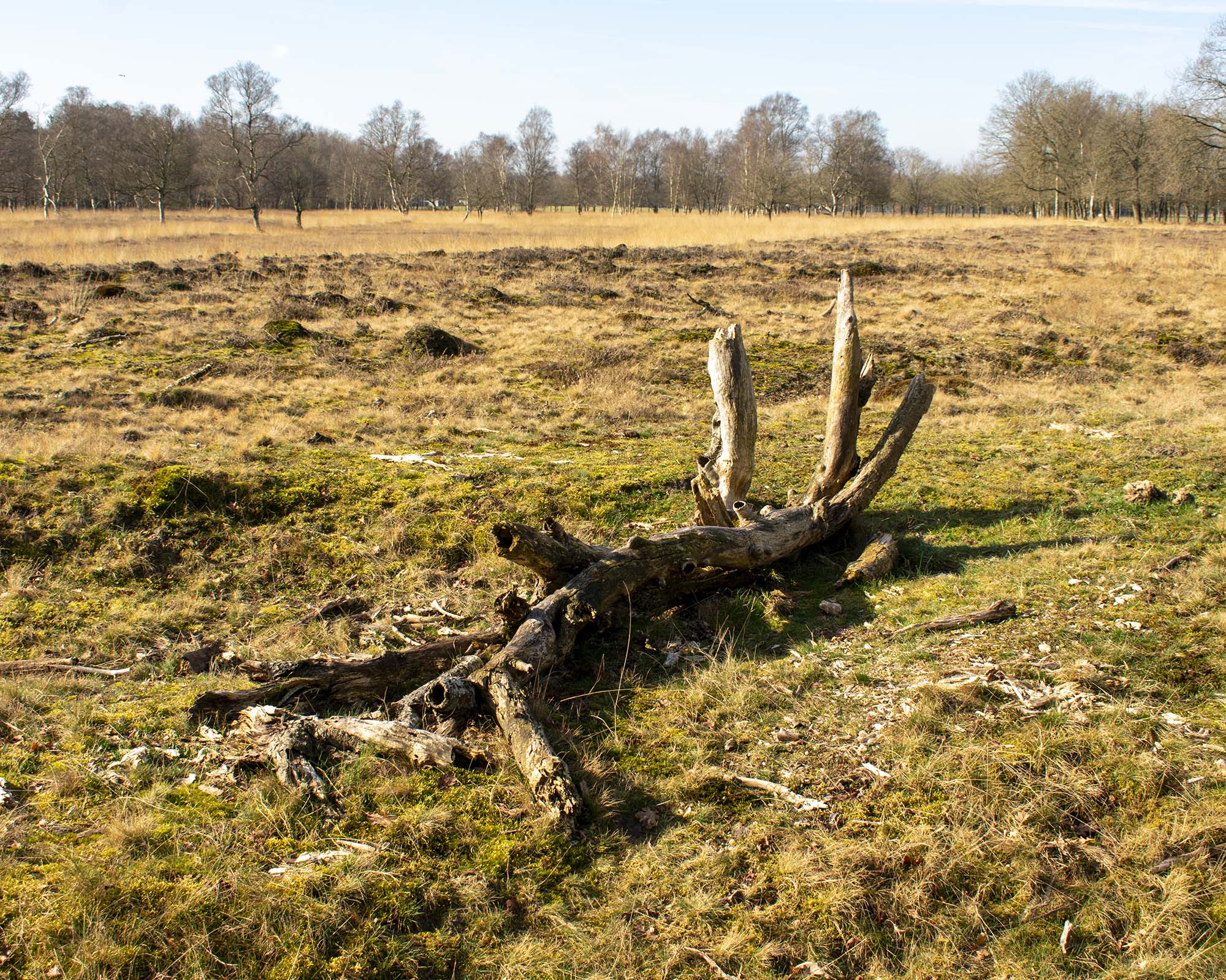 Totholz im Heidegebiet