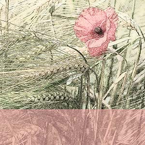 quadratische Vorlage mit rosa Mohnblume im Kornfeld