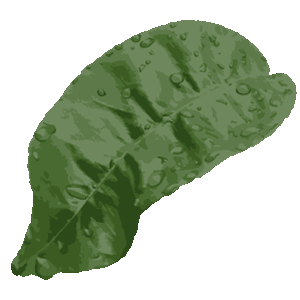 Blatt eines Orangenbaumes mit Wassertropfen